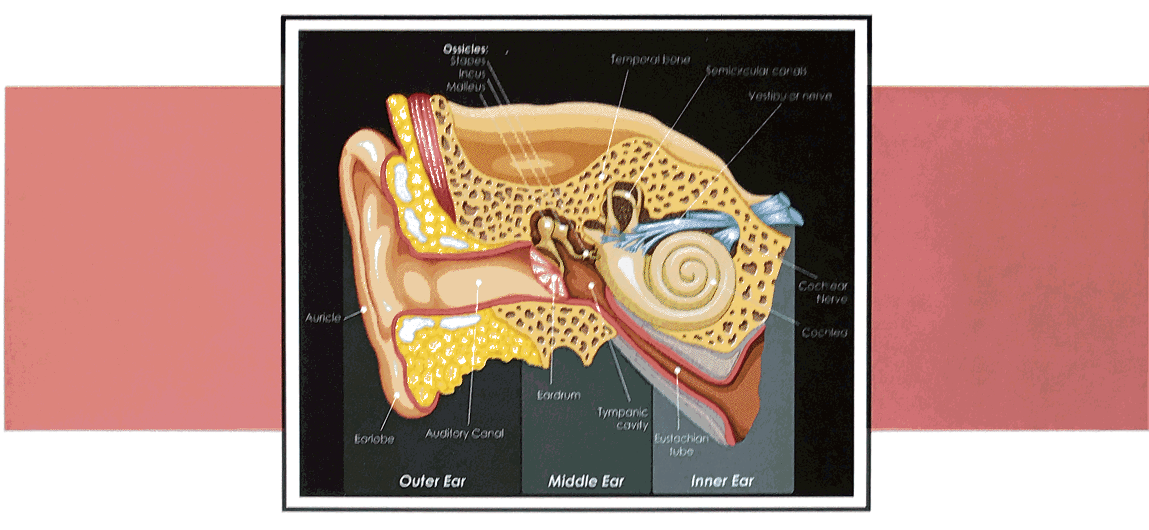 Helping Equip Patients to Notice Signs of Hearing Loss