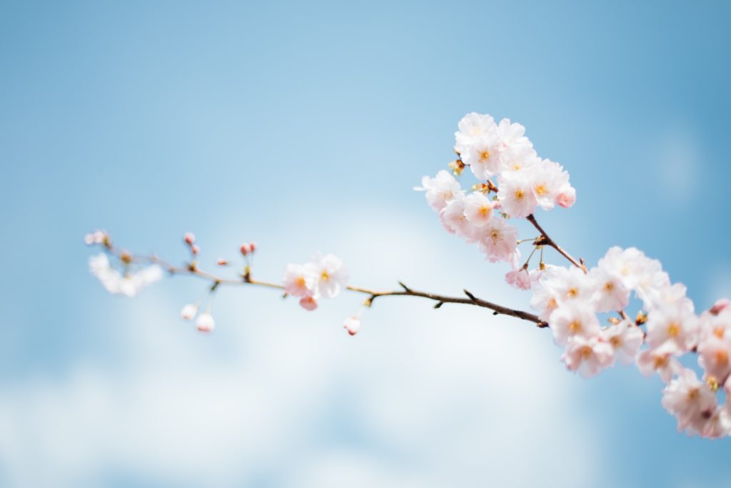 Tree branch with pink blossoms in front of a blue sky